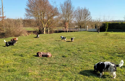 Elevage de chiens en semi-liberté dans la campagne champenoise